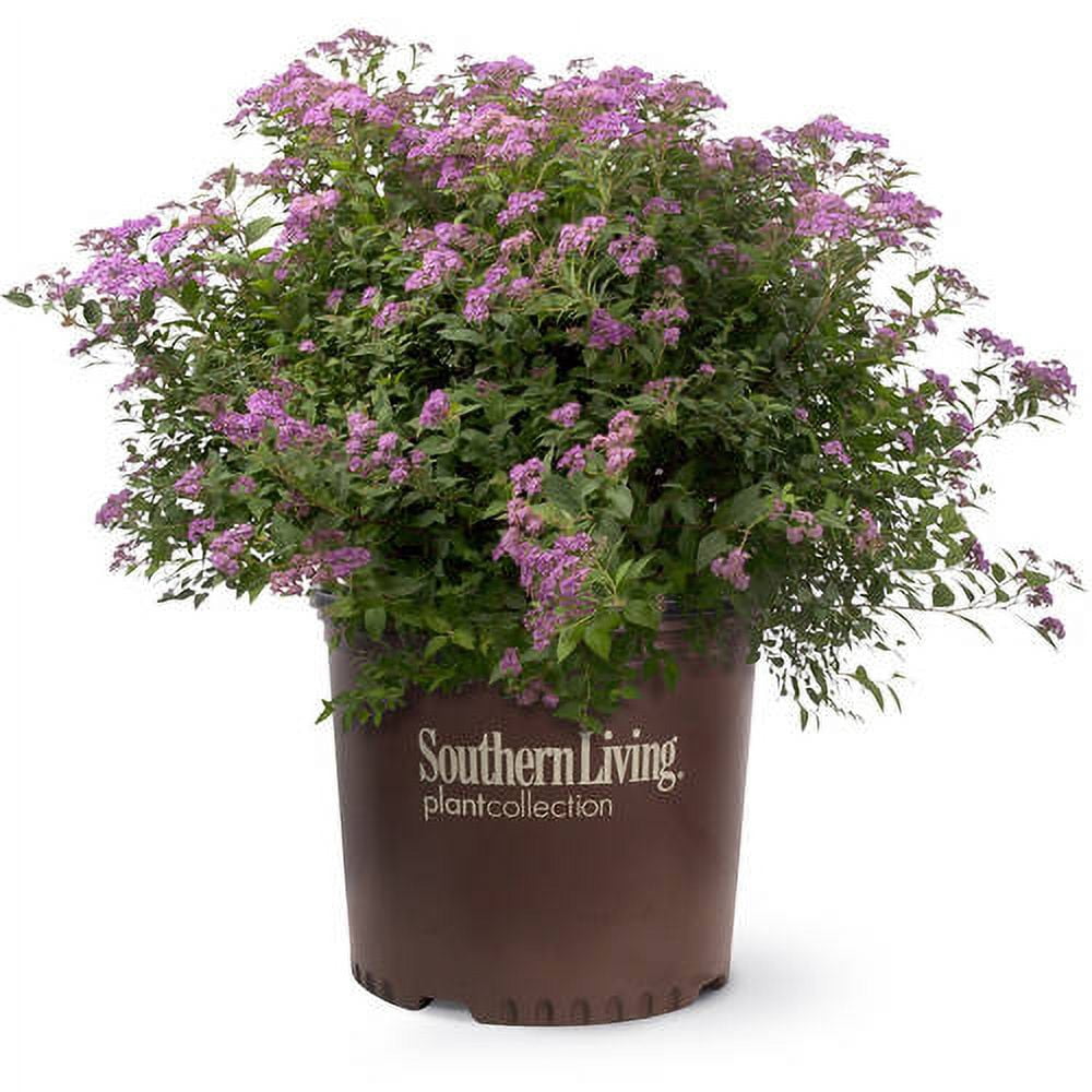 Southern Living Little Bonnie Dwarf Spiraea Live Shrub in 2-Gallon Grower Pot
