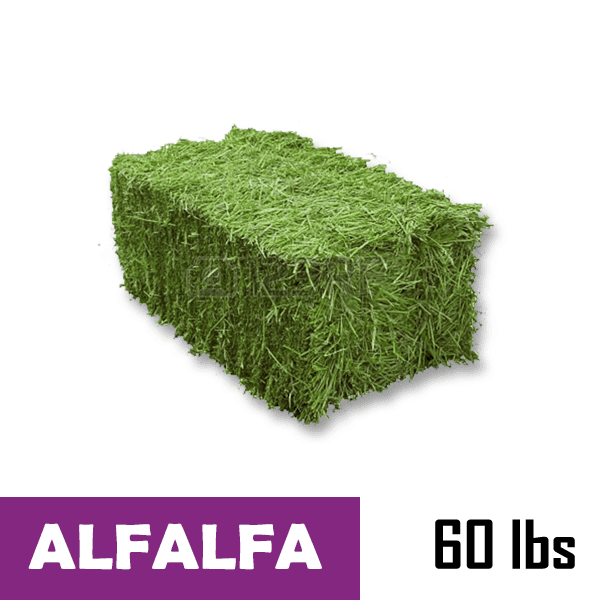 Alfalfa SmallSquare Bale