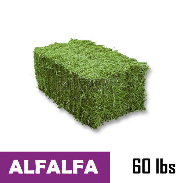 Alfalfa SmallSquare Bale