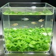 thumbnail image 2 of Sentmoon Aquarium Decor Beta Fish Tank Decor 3cm In The Dark Stones Shellsand Shells 50 Pieces Aquarium Decor Fluorescent Stones Animals Fish Tank, 2 of 7