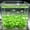 Green, variant on FastXmas 50pc 1.2 In Sea Glow in The Dark Rocks Aquarium Glow Stones Rocks for Fish Tank Glow Pebbles for Fairy Garden,Yard,Bonsai,DIY Crafts,Purple
