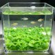 thumbnail image 1 of Piedras fluorescentes para acuario que brillan en la oscuridad: decoración de plástico fluorescente para peceras, conchas y piedras luminosas para paisajismo acuático nocturno, decoraciones, 1 of 6
