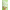 Green Glow, variant on Dr. Seuss The Grinch Toddler TEAM GRINCH Long Sleeve Tee Shirt, Sizes 12M-5T