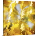 thumbnail image 1 of Great BIG Canvas | "Autumn Photography V" Canvas Wall Art - 16x16, 1 of 2