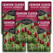 Crimson Clover Seeds - 5 Pack - Non-GMO Heirloom Full Sun Annual Flower