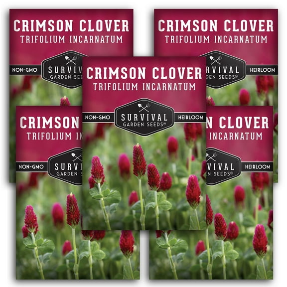Crimson Clover Seeds - 5 Pack - Non-GMO Heirloom Full Sun Annual Flower