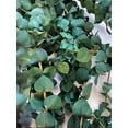 thumbnail image 2 of California Grown Natural Dried Preserved Eucalyptus Branches Bundles of Stems and Leaf Large 30" Tall Bulk 1 LB / 16 OZ (Washed Green - 16 oz), 2 of 5