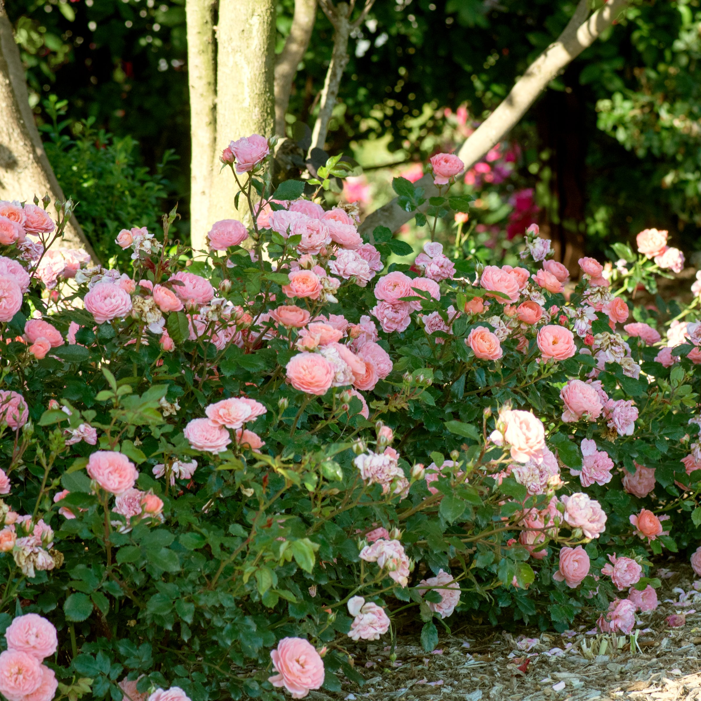 National Plant network 3 gal. Drift Rose Apricot