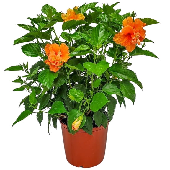 Tropical Plants of Florida 26" to 28" Double Peach Hibiscus Bush; Flowering Plant, Full Sunlight