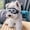 Clear, variant on Pet Glasses Dog for Medium to Large Dogs Transparent Goggles Windproof with Elastic Straps Clear Eye, 15 cmx6 cm, Clear