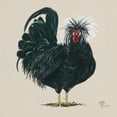 thumbnail image 3 of Hollihocks Art 12x12 Black Modern Framed Museum Art Print Titled - Chicken, 3 of 5
