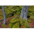 thumbnail image 2 of Carter, Jean 18x13 White Modern Wood Framed Museum Art Print Titled - Oregon, Rogue River Wilderness Mossy rocks, 2 of 4