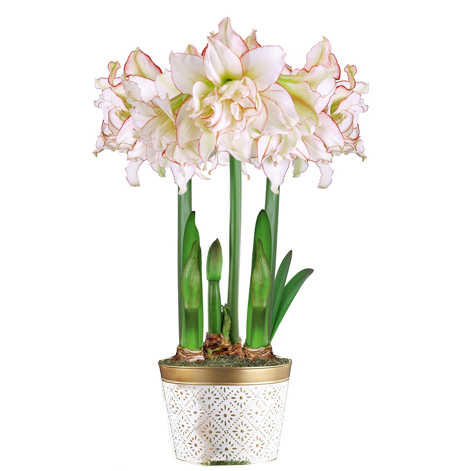 Harlequin White and Pink Flowering Amaryllis Three Bulb Gift Kit