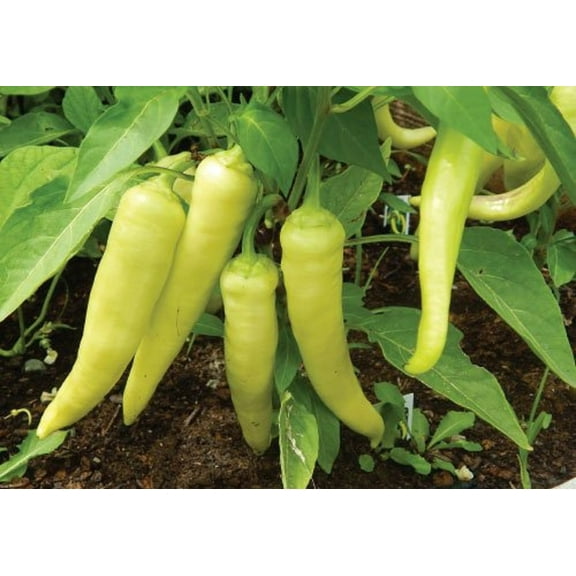 Sweet Banana Pepper Plant - 2.5" Pot - Pickling!