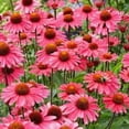 thumbnail image 2 of 50 Sensation Pink Coneflower Seeds Echinacea Perennial Flowers Flower 1386 USA, 2 of 24