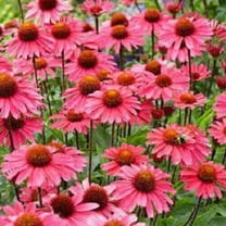 50 Sensation Pink Coneflower Seeds Echinacea Perennial Flowers Flower 1386 USA
