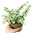 thumbnail image 5 of Elephant Bush Succulent (2"+ Clay Pot) - Tiny, Lovely, Easy to Care Succulent for Beginners - Live Healthy Succulent for Home Office - Best Trailing Indoor Plant, 5 of 7
