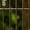 A, variant on Natural Wood Bird Perch, Parrots Rest Stand Tree Branch for Bird Cage, Claw Grinding Stick for Small Birds Playground