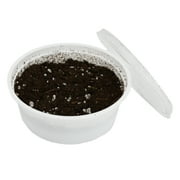 Komodo Grow Your Own Dandelion Reptile Food Kit , White Cup with Brown Soil and Dandelion Seeds