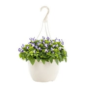 Expert Gardener 1.5G Multicolor Torenia Live Plants with Hanging Basket
