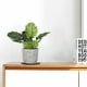 thumbnail image 5 of GOOHOCHY 6 posavasos de fieltro para plantas, platillos, macetas, almohadillas de fieltro redondas y absorbentes para interior y exterior., 5 of 7