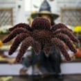 thumbnail image 4 of Halloween Realistic Hairy Fake Spiders, 3.7x4.5 inch Spiders Scary Joke Prank Toy for Halloween Decoration, Funny Halloween Fake Spiders Decoration (Dark Brown 4pcs), 4 of 9