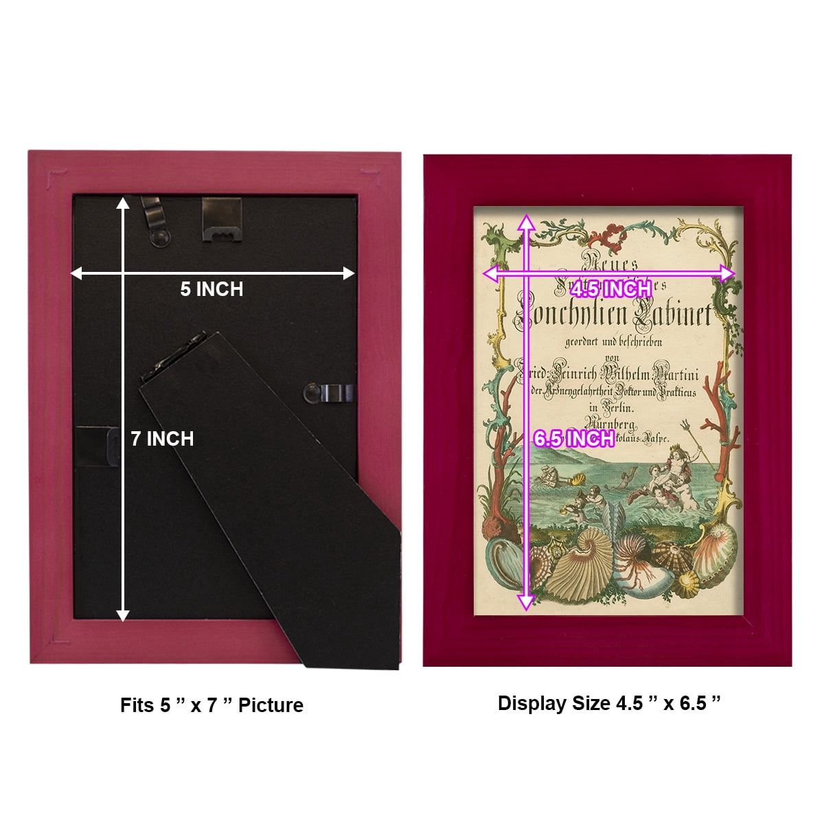 Cabinet of Conchology -Framed Print w/glass-Cherry Red
