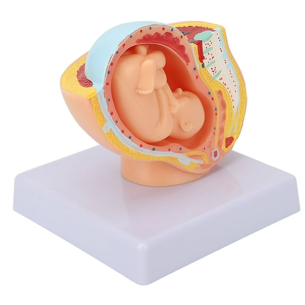 Modelo de pelvis femenina de embarazo comprender mejor el modelo de feto de bebé de 9 meses Estructura clara para la enseñanza médica ANGGREK Otros