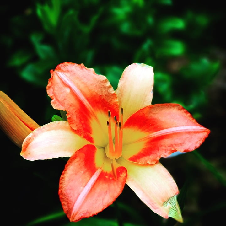 Lily Natural Blooming Orange Lilly Nature Flower20 Inch By 30 Inch