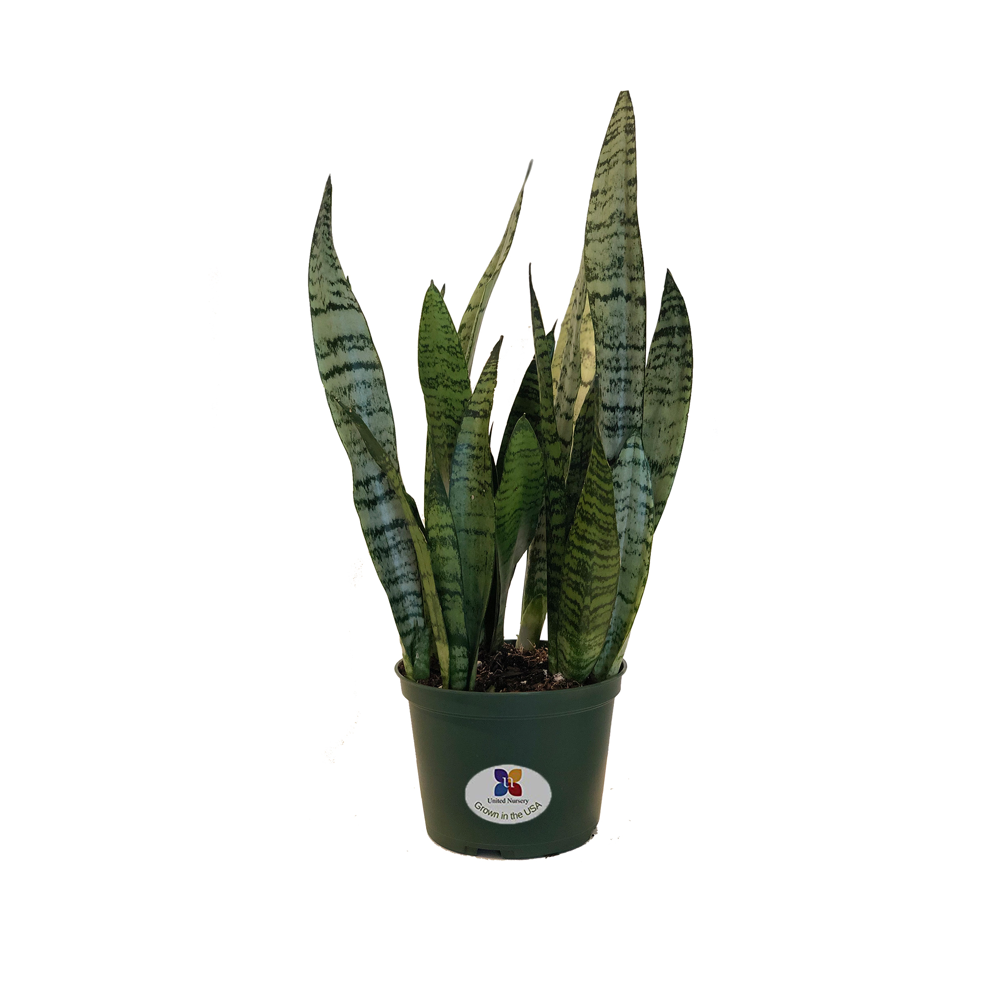 United Nursery Sansevieria Zeylanica Live Indoor Snake Plant Shipped in 6 inch Grower Pot 18-22 inch Shipping Size - image 1 of 3