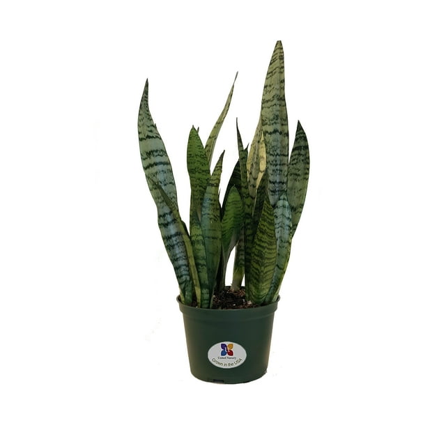 United Nursery Sansevieria Zeylanica Live Indoor Snake Plant Shipped in 6 inch Grower Pot 18-22 inch Shipping Size