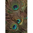 thumbnail image 2 of Vision Studio 17x24 Black Ornate Wood Framed with Double Matting Museum Art Print Titled - Peacock Feathers IV, 2 of 4