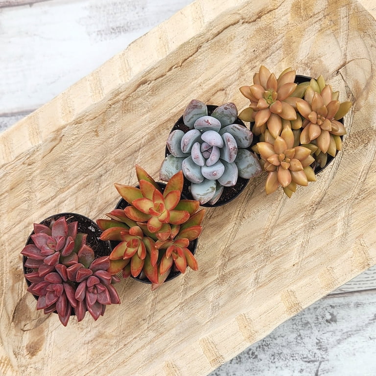 Altman Plants Assorted Succulents Desert Fire Collection 2.5 4 Pack