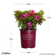 thumbnail image 2 of Encore Azalea Autumn Sangria (2 Gallon) Pink Flowering Shrub - Full Sun Live Outdoor Plant, 2 of 10