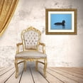 thumbnail image 3 of Fitzharris, Tim 14x12 Gold Ornate Wood Framed with Double Matting Museum Art Print Titled - White-winged scoter-Esquimalt Lagoon-British Columbia, 3 of 4