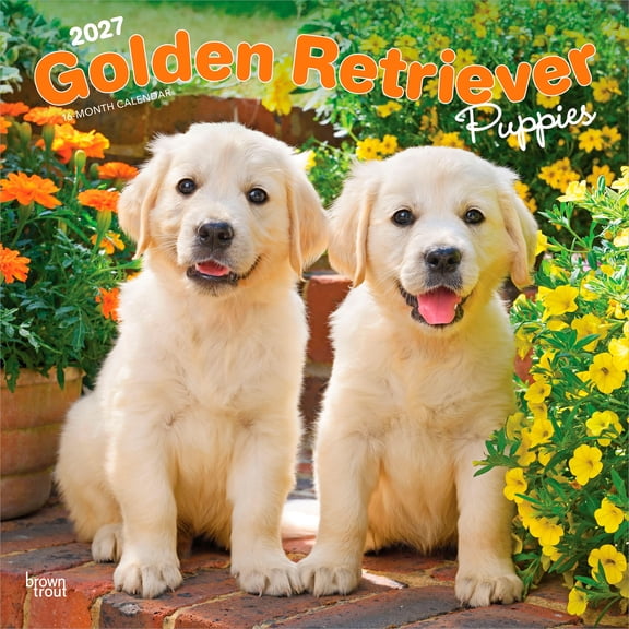 Golden Retriever Puppies | 2027 12x24" (Hanging) Wall Calendar | Plastic-Free