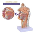 thumbnail image 2 of Nasal Cavity Throat Anatomy Model Human Anatomical Pharynx Larynx Model for Students Study Display Teaching, 2 of 5