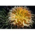 thumbnail image 4 of 40 Sunburst Succulent Seeds Aeonium davidbramwellii Succulent Seeds for Planting, 4 of 5