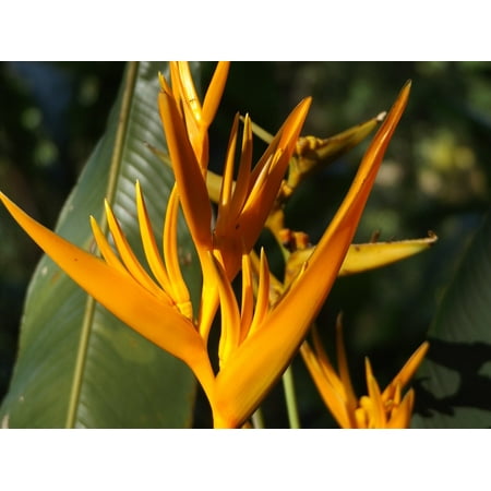 Heliconia Tropical Flower - Canvas Print Flower Plant Blossom Heliconia Tropical Colorful Stretched Canvas 10 x 14