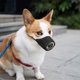 thumbnail image 2 of Bozal suave antiladridos para perros, transpirable, de malla, color negro, talla L., 2 of 5