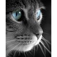 thumbnail image 1 of Cuadro sin marco Wdftyju gato pintura al óleo por números pintado a mano para dormitorio, 1 of 9