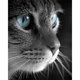 thumbnail image 2 of Cuadros Decorativos Cuadro sin marco de gato pintura al óleo por números cuadro pintado a mano para dormitorio Ndcxsfigh Nuevos Originales, 2 of 9