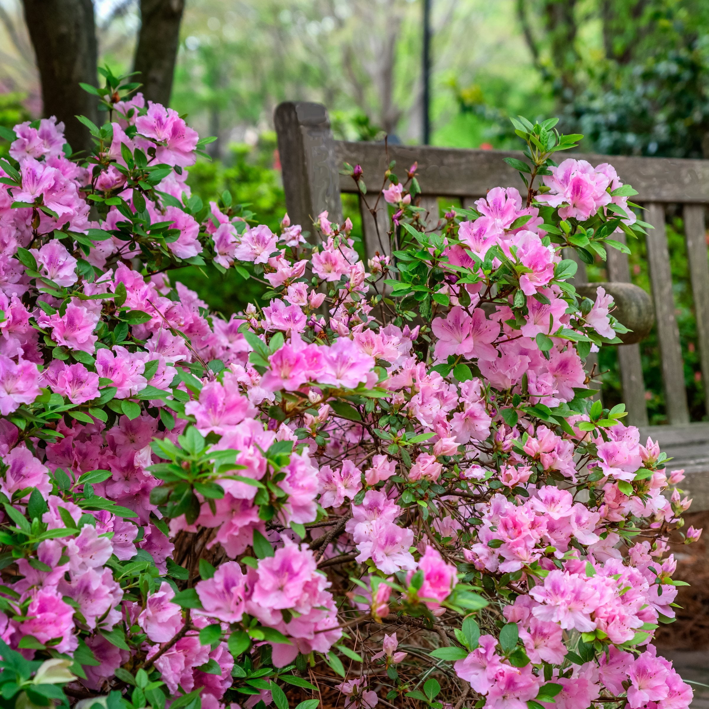 National Plant Network 4 in. Azalea FlorAmore Lavender (3-Pack)
