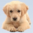 thumbnail image 2 of CafePress - Golden Retriever Long Sleeve Infant T Shirt - Long Sleeve Infant T-Shirt, 2 of 2