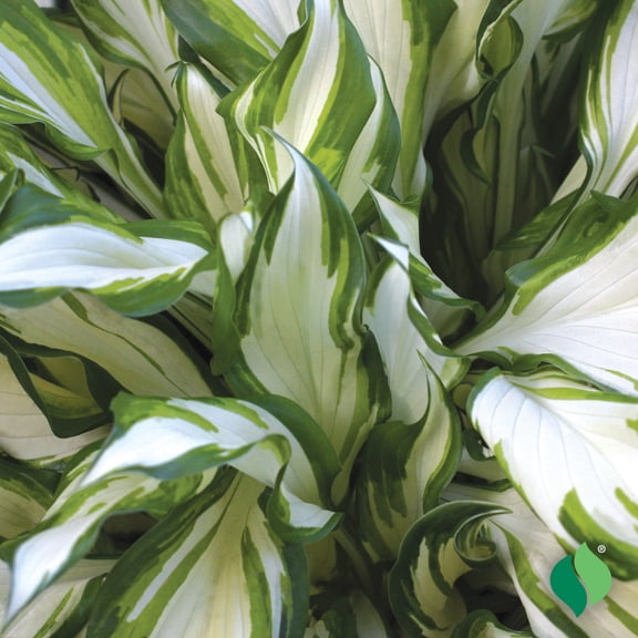 Hosta, Fire and Ice JP