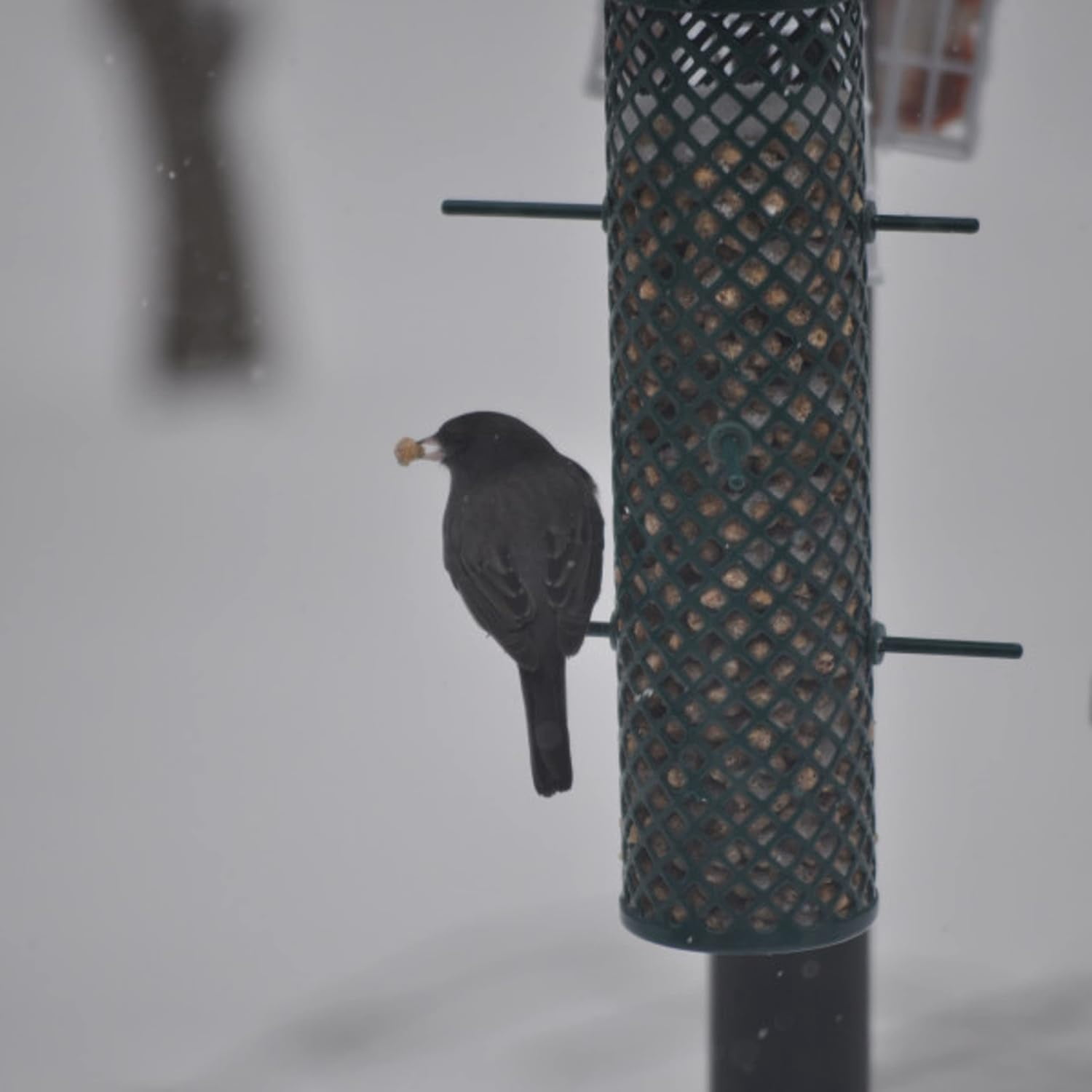C&S 06110 27 oz Sunflower Seed Suet Nuggets Wild Bird Food