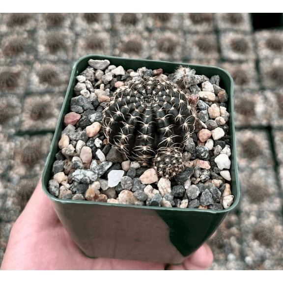 Spider Web Cactus Plant Live for Planting - Black Cactus Plant - Lobivia Arachnacantha Plant - 3,5 Inch Pot
