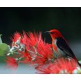 thumbnail image 1 of Scarlet Honeyeater - Peinture Diamant DIY, 1 of 6