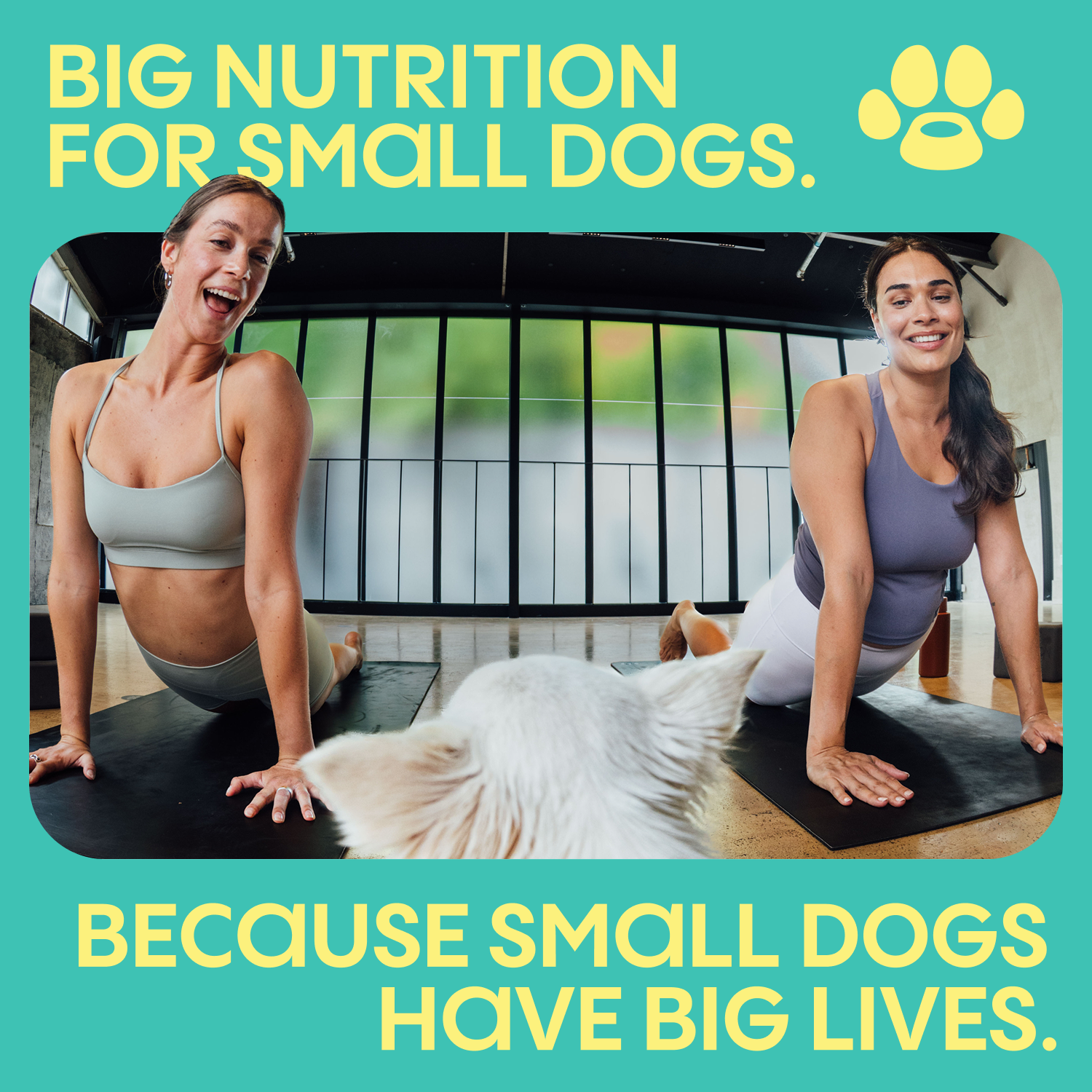 Small Matters Puppy Food for Small Dogs, Chicken & Brown Rice photo 4