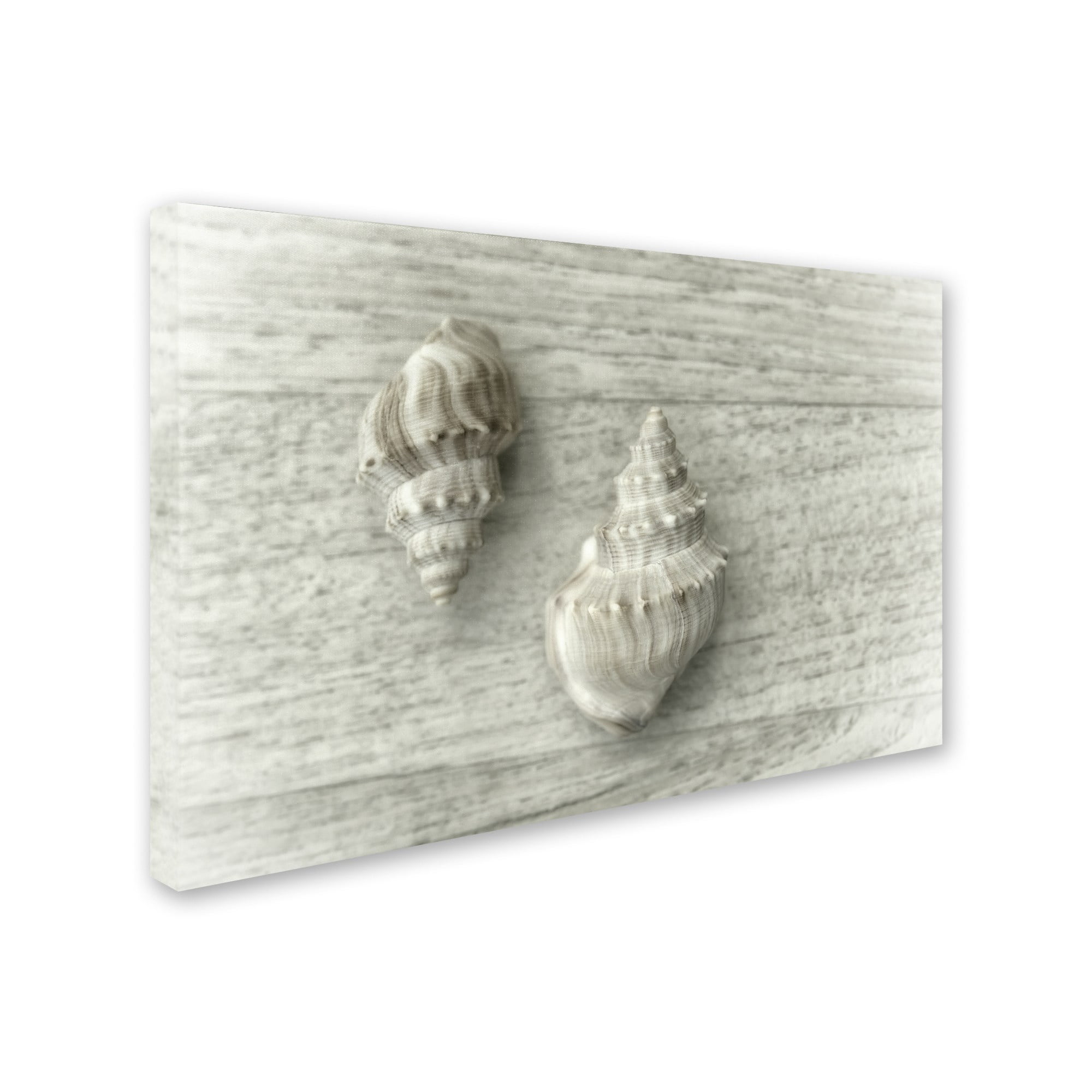 Two Cancellaria Shells' Canvas Art by Cora Niele